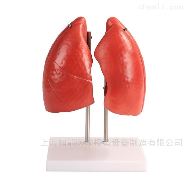 销售肺结构模型